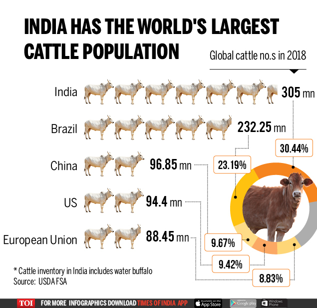 cow infographic