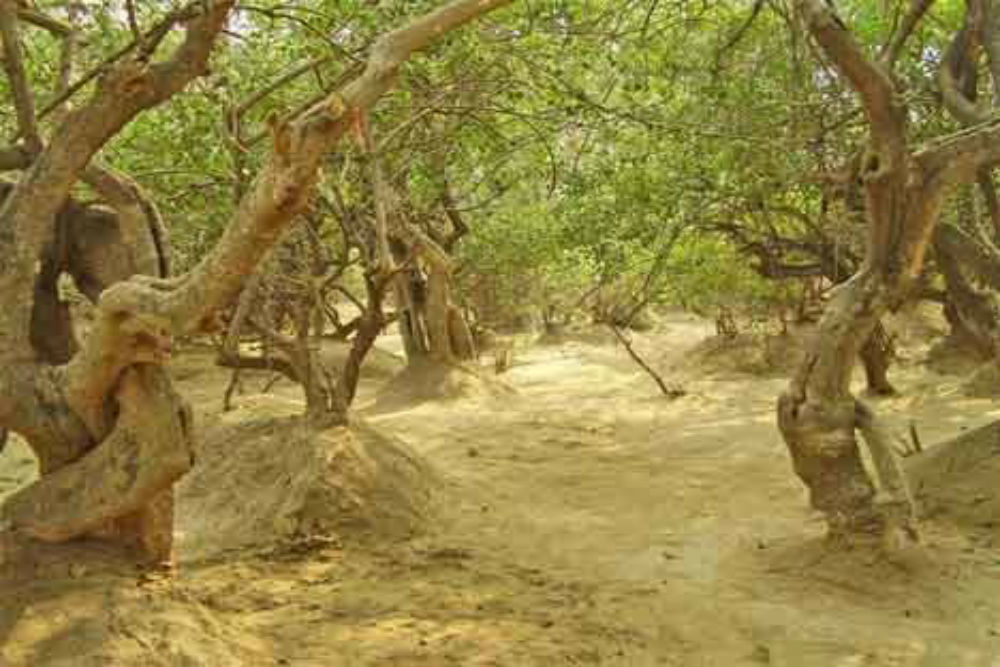 Do You Know About The Mysterious Nidhivan In Vrindavan Where Krishna Still Performs Raasleela Vrindavan Times Of India Travel mysterious nidhivan
