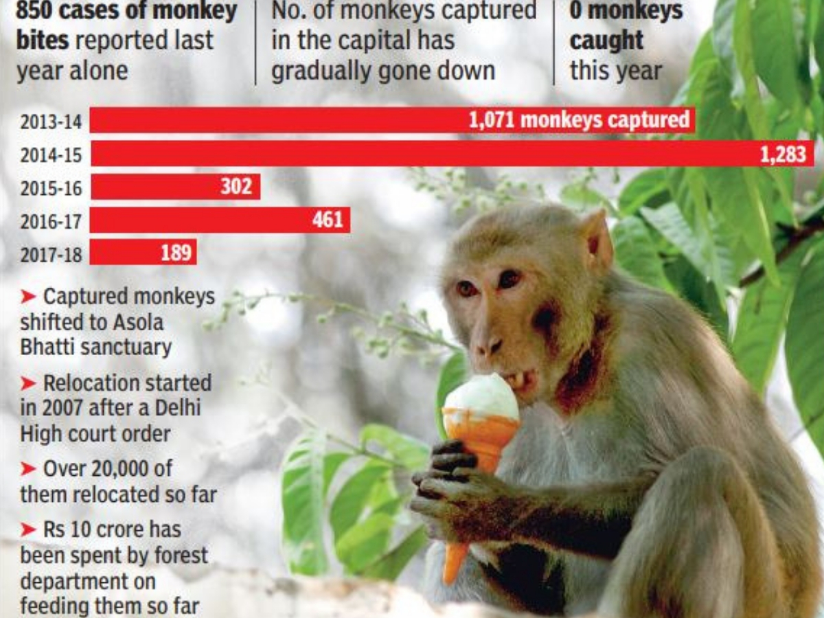 Delhi Monkey Delhi South Corporation Finally Nets Eight Monkey Catchers Delhi News Times Of India