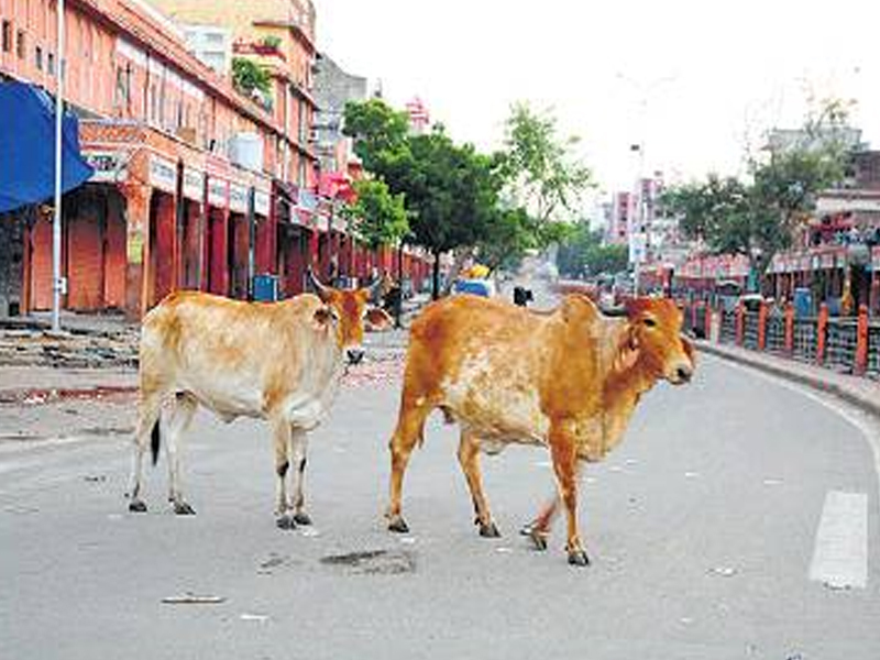 JAIPUR CITY2