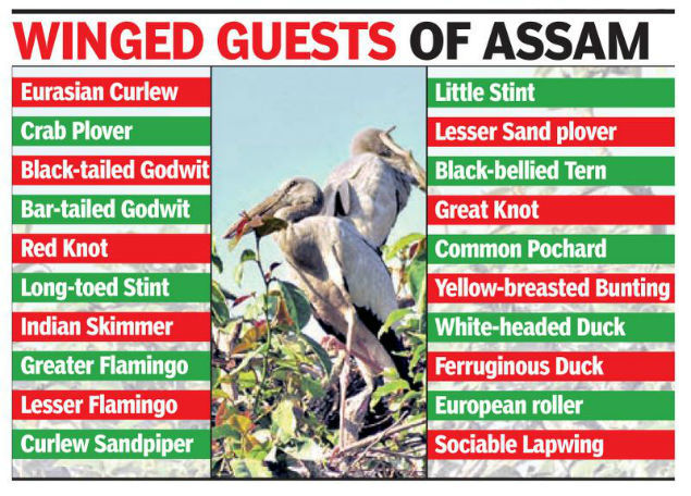 Migratory Bird Conservation Plan Includes 3 Assam Areas Guwahati News Times Of India