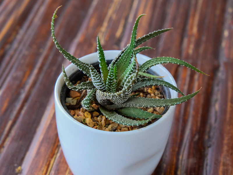 Aloe Vera