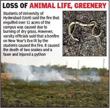 snake fire