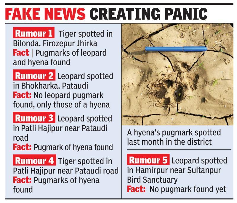 Fake tiger photos lead to hyena pugmarks in Gurgaon