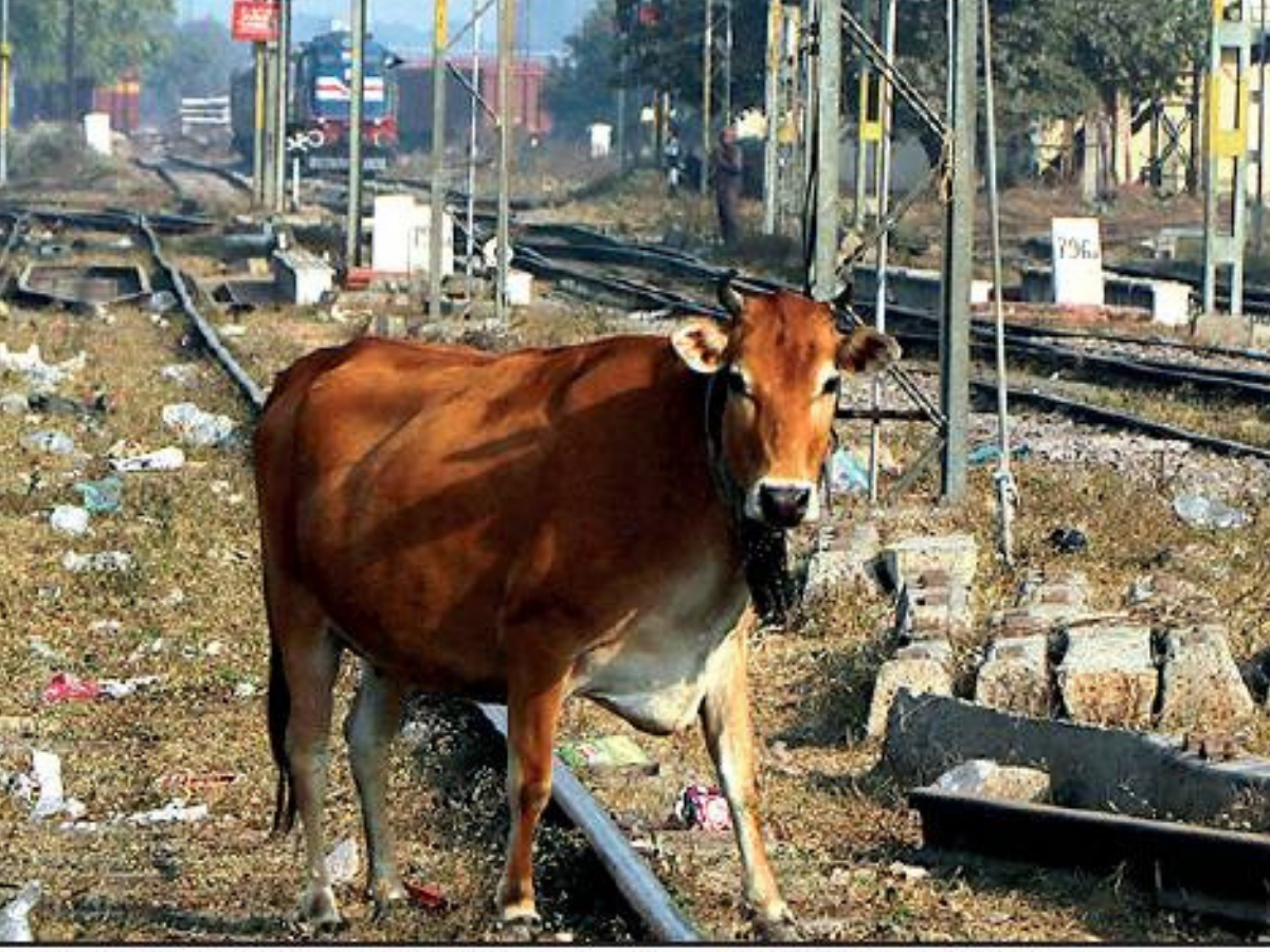 cow railway track1