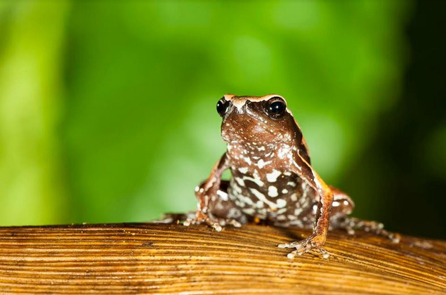 frog one