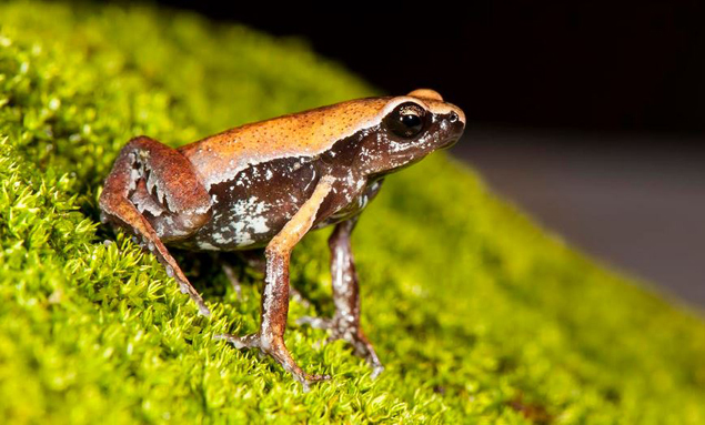 frog two