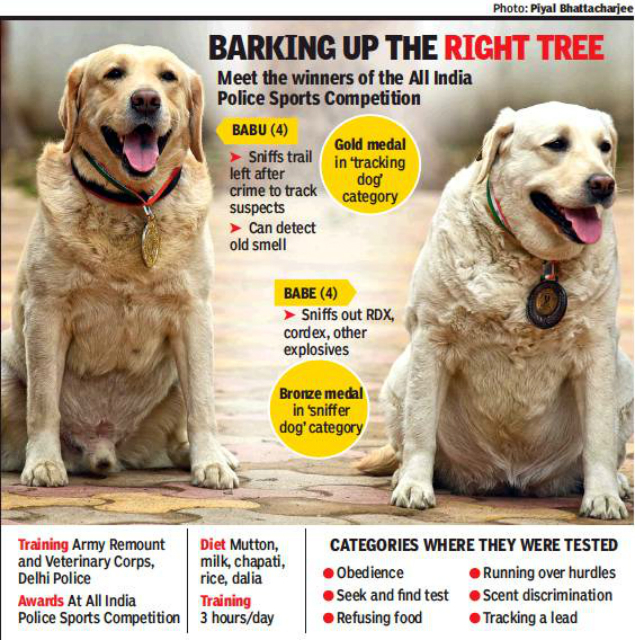 bark