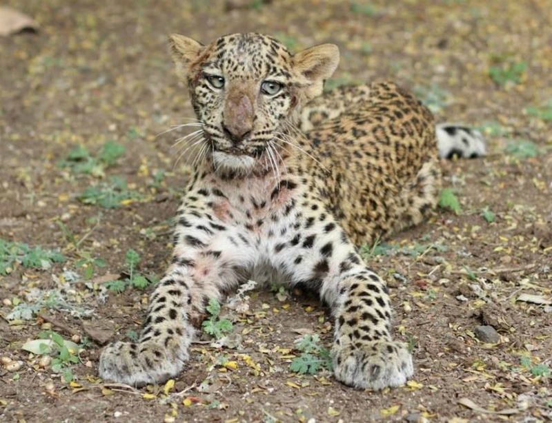 leopard2_ED