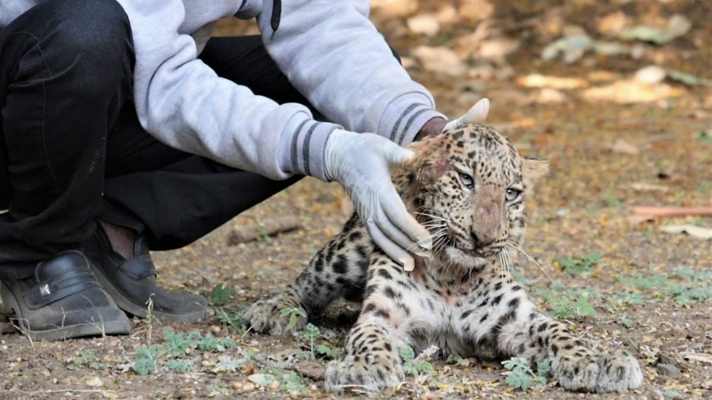leopard3_ED_ED