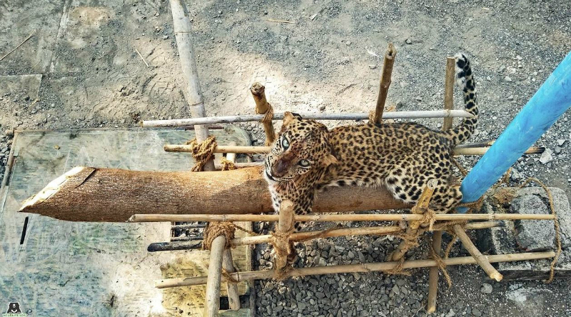 leopard4_ED
