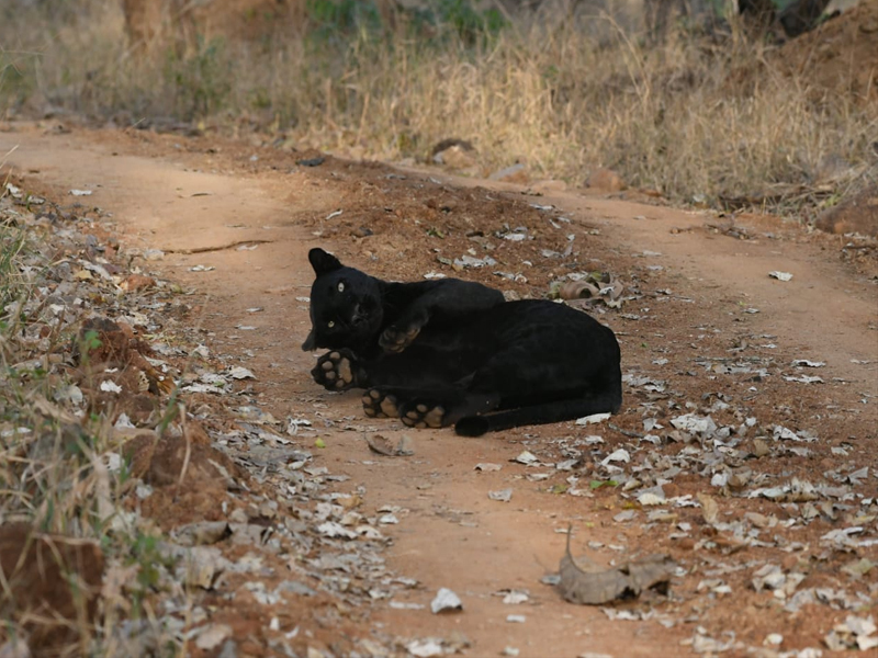 Black panther 2