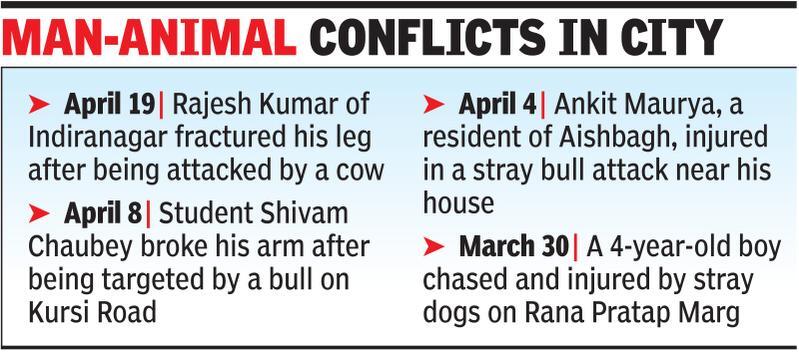 Stray bull attack kills trader on stroll, LMC says not its jurisdiction