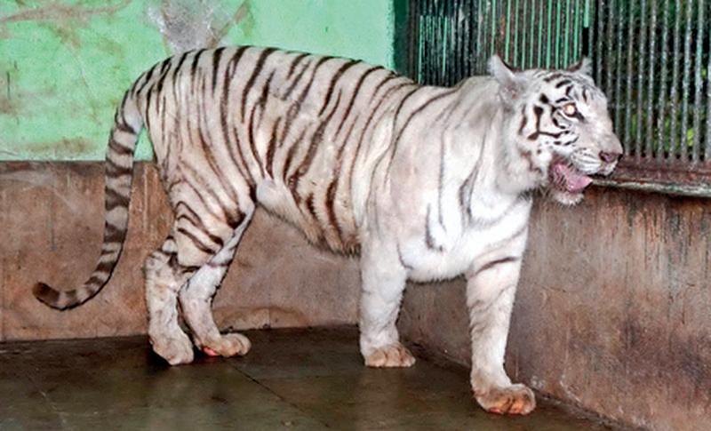 SGNP’s ‘royal’ white tiger, Bajirao, dies of old age