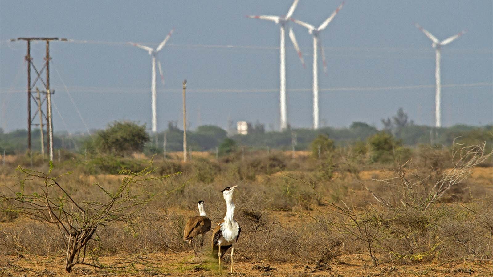 Collisions with power transmission cables and windmills have led to several GIB deaths