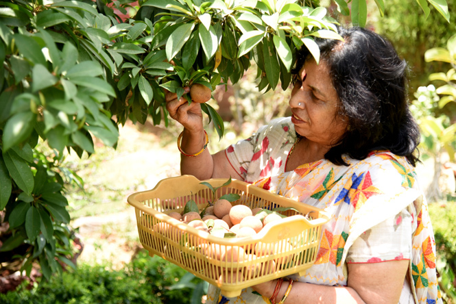 Shyma Verma plucking chickoos that she had grown at her garden