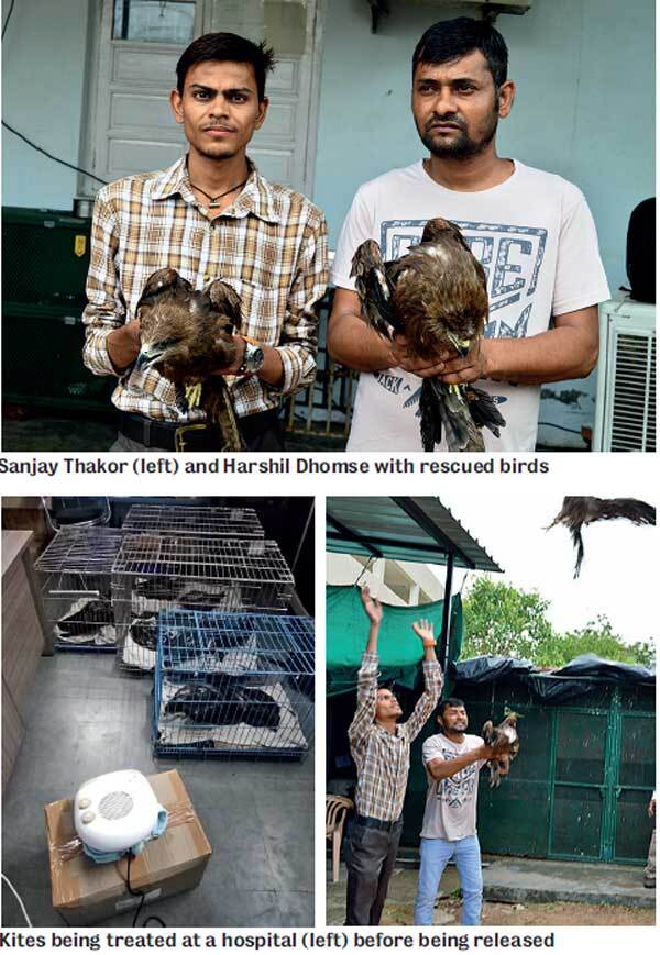 Kites being treated at a hospital (left) before being released Kites being treated at a hospital (left) before being released