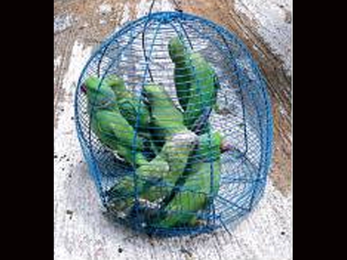 charminar pet market