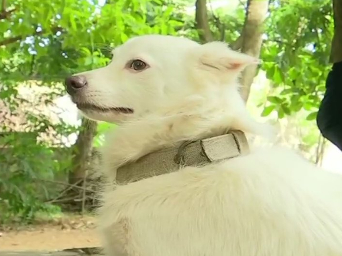 dog names male kerala