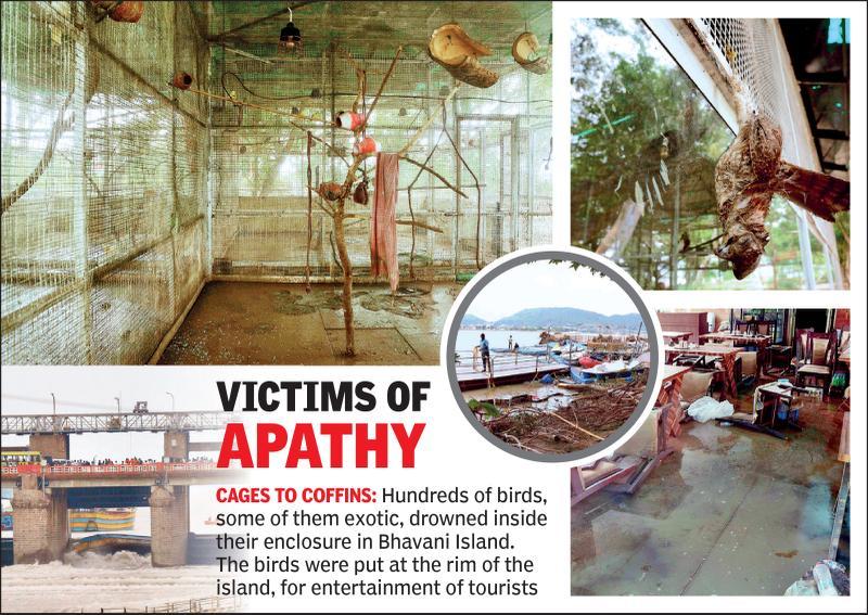 Not flood water, Bhavani island birds fell prey to planning lapses