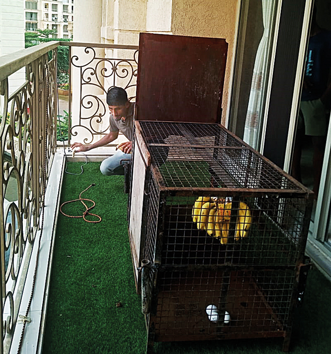 Even the traps laid by forest officials have turned out to be ineffective