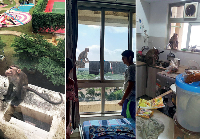At Rodas Enclave Highrise in Thane’s Hiranandani area, monkeys roam on the balconies and grab food from the kitchen.