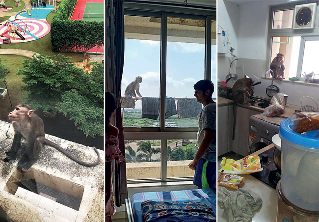 Monkeys roam the balconies and grab food from the kitchen at the Rhodes Enclave highrise in Hiranandani area of ​​Thane.