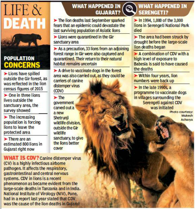 Babesia Cdv Double Whammy Ticked Deaths Of 27 Gir Lions Ahmedabad News Times Of India