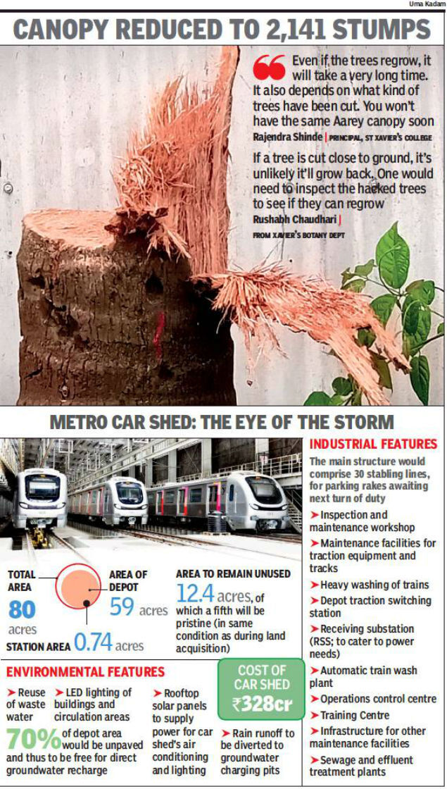 Activist Petitions Apex Court Against High Court Order Allowing Axing Of rey Trees Mumbai News Times Of India