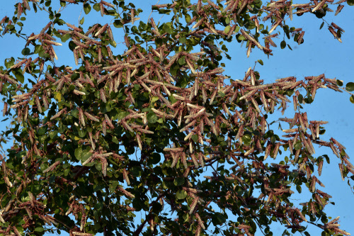 Locust