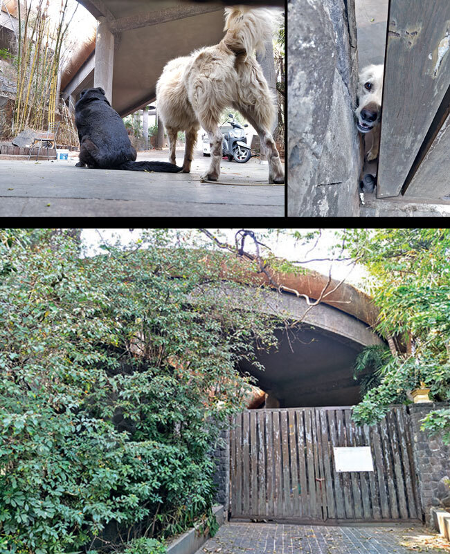The property (L) was sealed on September 30, 2019; the pets (above) have had no direct human contact for months on end, also sparking doubts on the state of required regular health checks