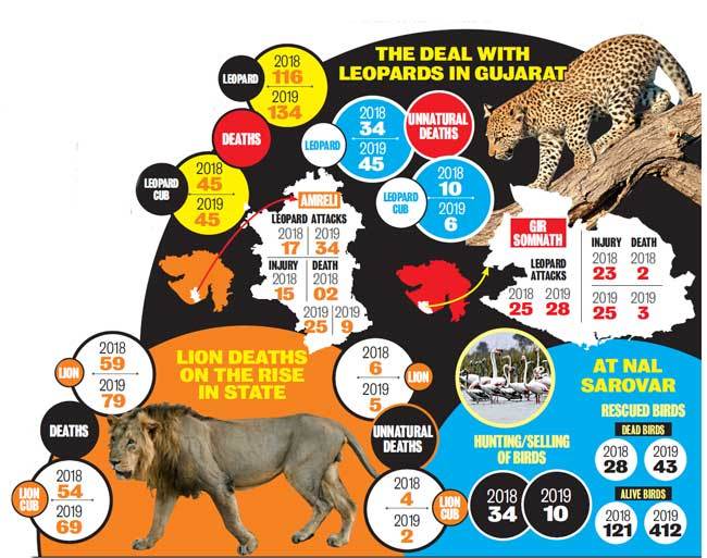 THE DEAL WITH LEOPARDS IN GUJARAT
