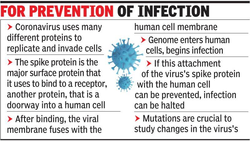 Spike Protein Of Indian Strain Of Novel Coronavirus Undergoes Unique Mutation Pune News Times Of India