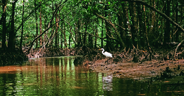 India submerged mangroves