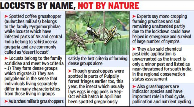 Kerala Hopper Bands Found In Wayanad Aren T Locusts Pesticides Not Needed Says Experts Kozhikode News Times Of India