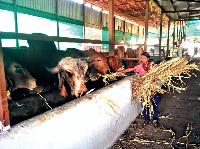 Gujarat was first State to implement cow protection laws but gaushalas are struggling for upkeep of the cows