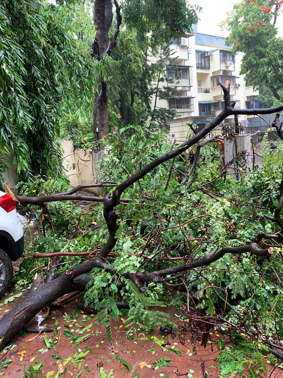 Tree collapses in Bandra.