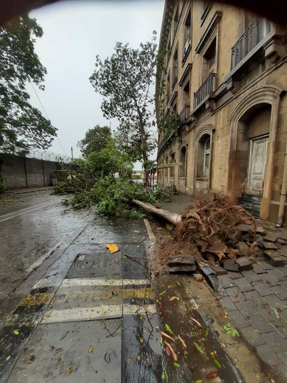 Tree collapses near Bank Of Baroda zonal office building at Ballard Pier.