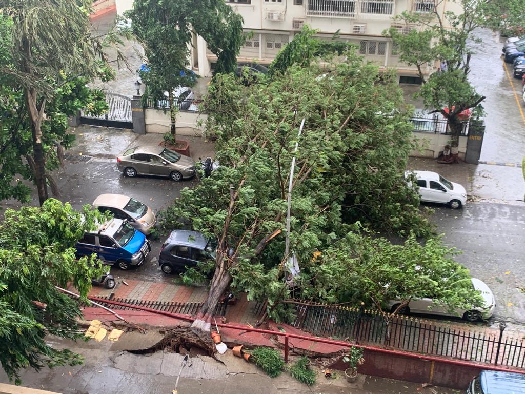 Tree collapses at Cuffe Parade.