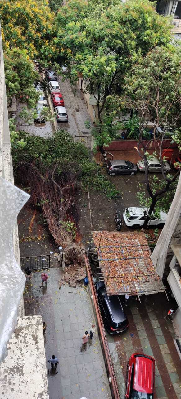 Tree collpases at Sion.
