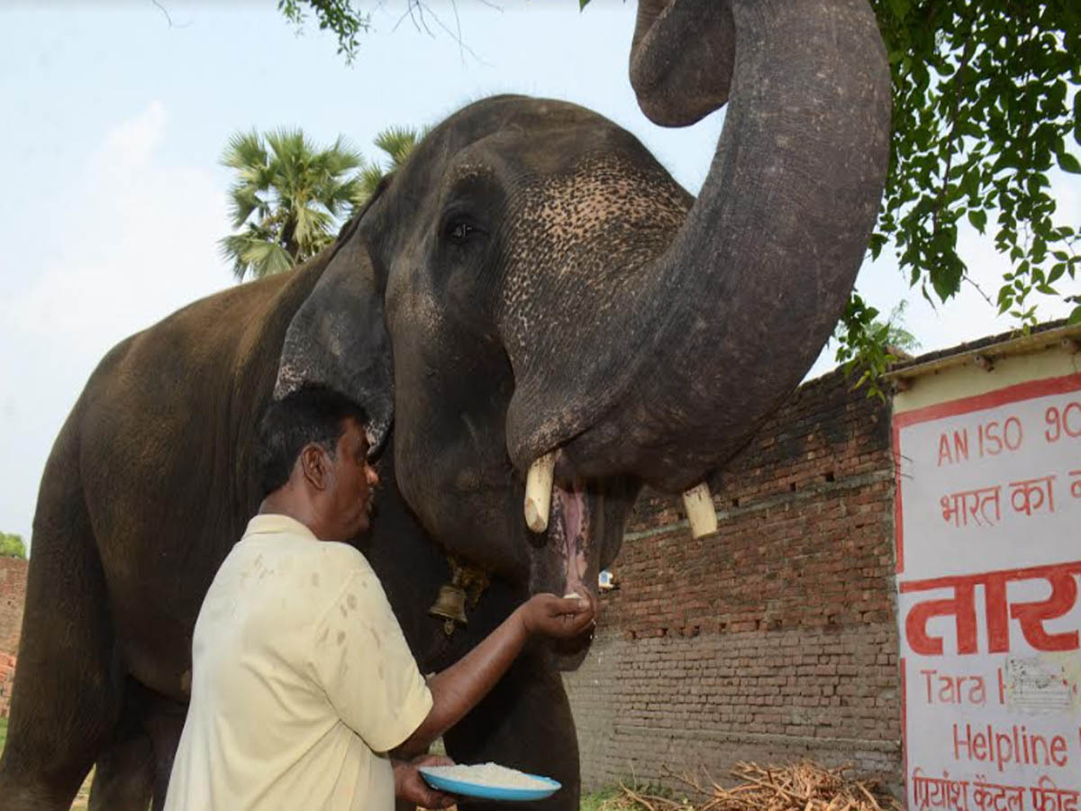 Patna man transfers property worth Rs 5 crore to elephant couple ...