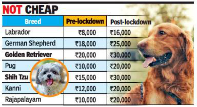 Chennai More Residents Bring Home Pets Pups Sell For A Premium Chennai News Times Of India