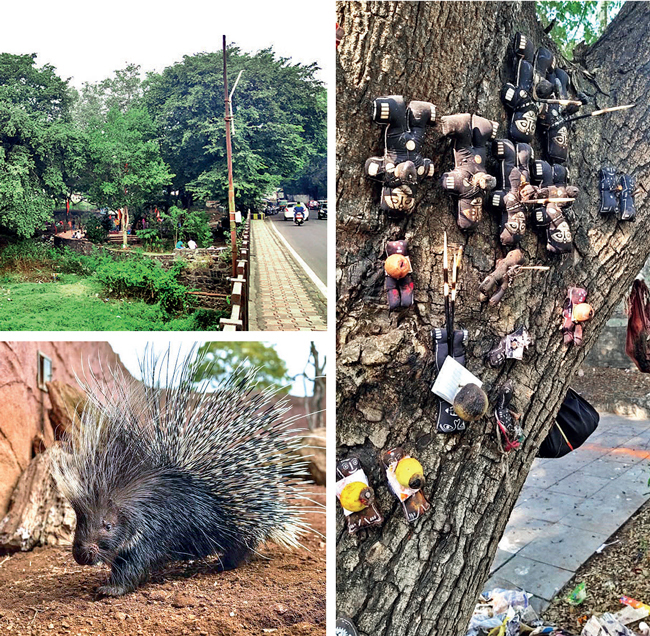 It was just days ago that a local resident chanced upon a tree (R) near the Lord Mhasoba temple under Holkar Bridge (L, top), adorned with various black magic paraphernalia, and the quills of an Indian crested porcupine or Salinder (L, above) used as nails to impale the stuff to the bark; rationalists asserted that such exploitation must be nipped in the bud