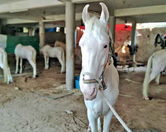 Buggy owners spend over Rs 300 per day on fodder and Rs 10,000-Rs 15,000 per month on upkeep and medical check of premium breeds