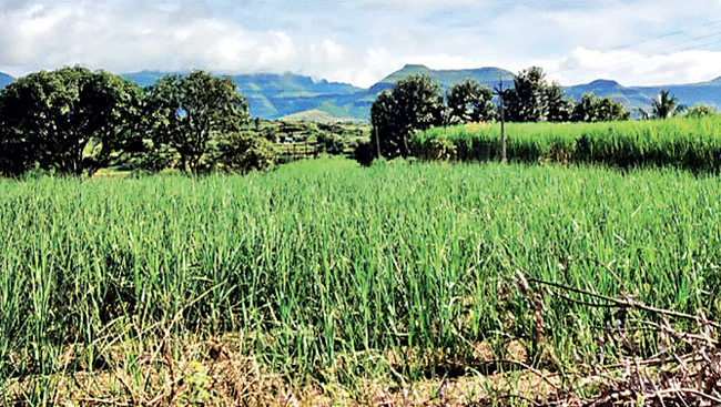 The 26 wild kittens were spotted in sugarcane fields and reunited with their mothers over 18 drives conducted during harvesting seasons in the state