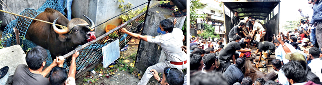 Forest officials prepared the action plan and roped in cops to save time during rescue operations in the city, so that crowds can be controlled and we do not see a repeat of the December 9 incident that led to the death of an Indian bison