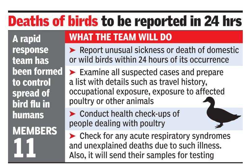 Haryana Covid Fight On Now Team Set Up To Track Symptoms Of Bird Flu Infection Gurgaon News Times Of India