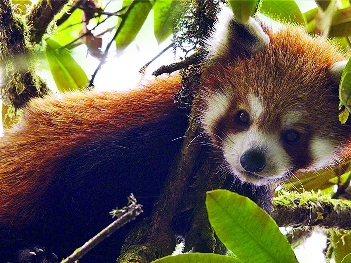 The Red Panda Lives In Mountainous Himalayan Trees Yet It Is Endangered India News Times Of India