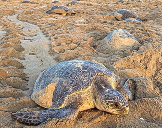 ‘I helped baby Olive Ridley turtles start life’s journey. I fulfilled ...