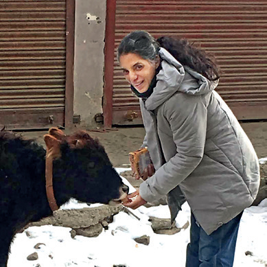 Sridhar feeding a cow